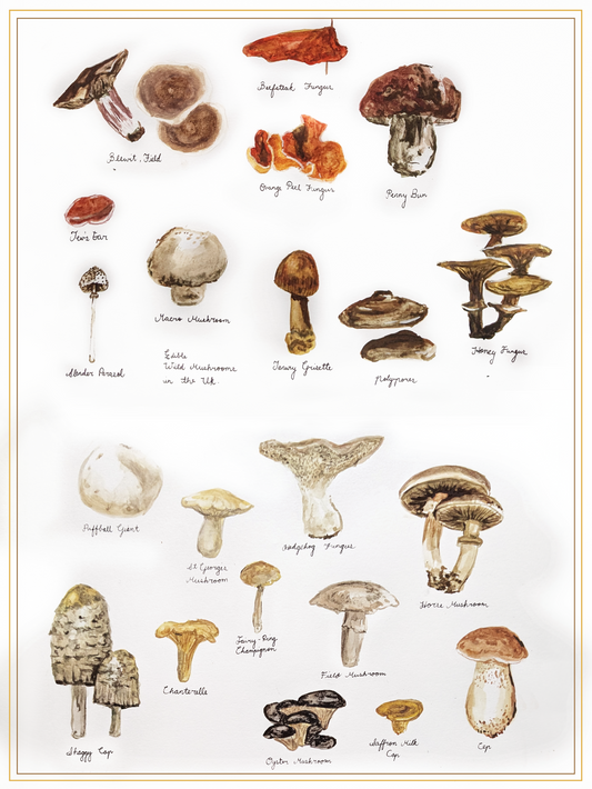 Vintage UK Wild Edible Mushrooms Print